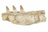 Fossil Mosasaur Jaw Section with Three Teeth - Morocco #270879-1